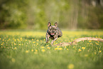 Franzsische Bulldogge im Sommer