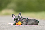 Franzsische Bulldogge Welpe