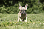 Franzsische Bulldogge Welpe