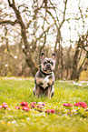 Franzsische Bulldogge