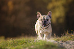 Franzsische Bulldogge