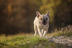 Franzsische Bulldogge