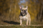 Franzsische Bulldogge