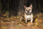 Franzsische Bulldogge