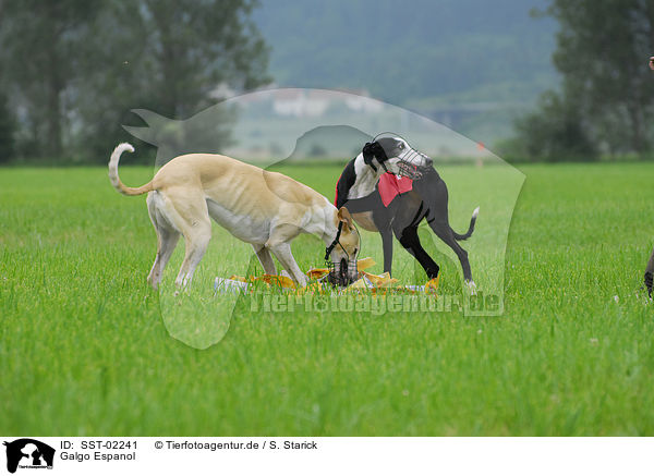 Galgo Espanol / SST-02241