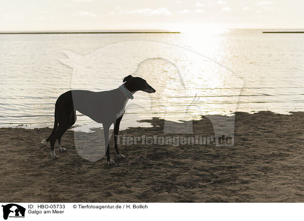 Galgo am Meer / Galgo at the ocean / HBO-05733