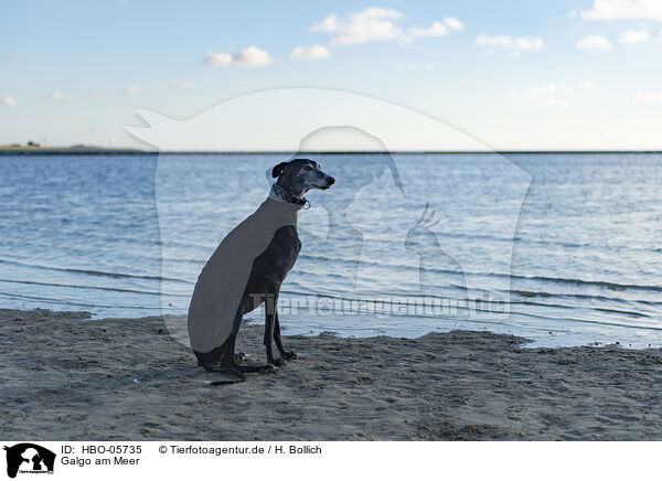 Galgo am Meer / Galgo at the ocean / HBO-05735