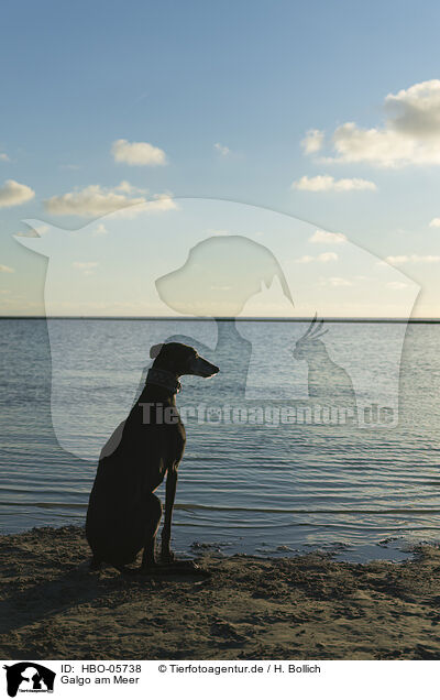 Galgo am Meer / Galgo at the ocean / HBO-05738