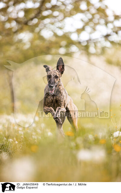 Galgo Espanol / Galgo Espanol / JAM-05649