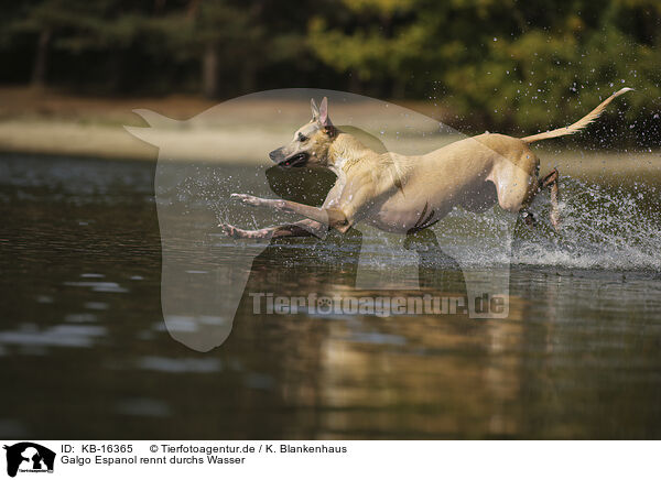 Galgo Espanol rennt durchs Wasser / Galgo Espanol running through the water / KB-16365