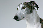 Galgo Espanol Portrait