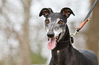 Galgo Portrait