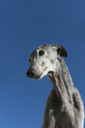 Galgo Espanol Portrait