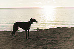 Galgo am Meer