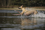 Galgo Espanol rennt durchs Wasser