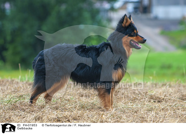 Gelbbacke / Old German Herding Dog / FH-01953