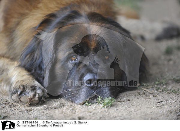 Germanischer Brenhund Portrait / SST-08794
