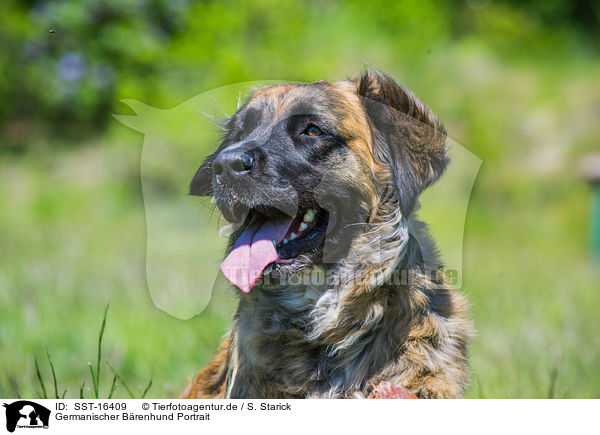 Germanischer Brenhund Portrait / SST-16409