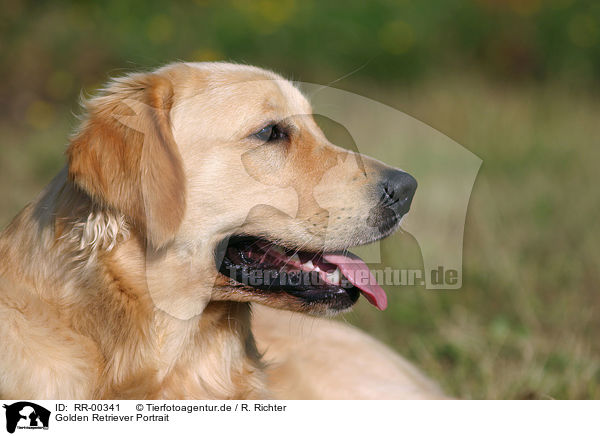 Golden Retriever Portrait / Golden Retriever Portrait / RR-00341