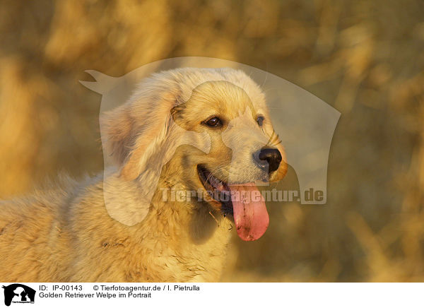Golden Retriever Welpe im Portrait / IP-00143