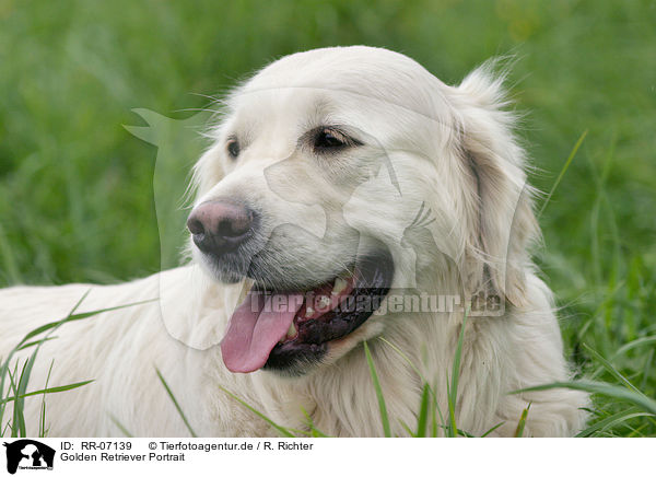 Golden Retriever Portrait / RR-07139