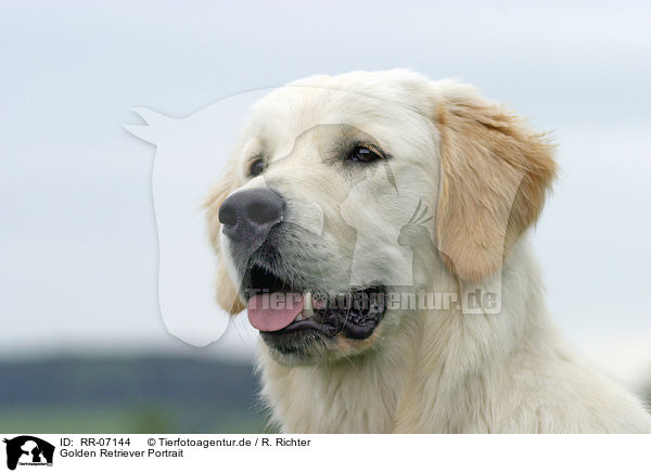 Golden Retriever Portrait / RR-07144