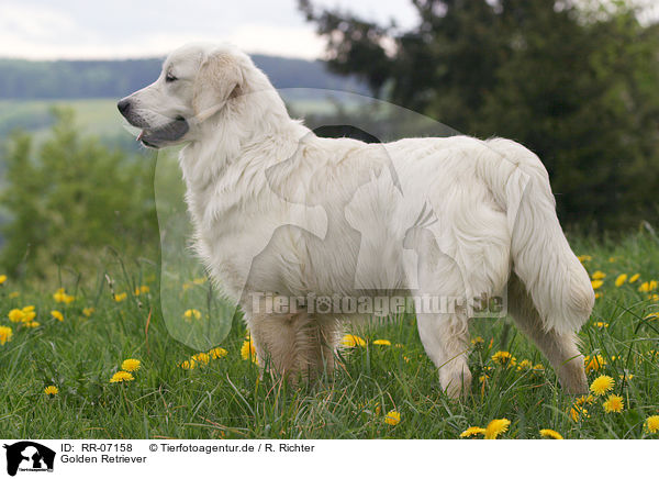 Golden Retriever / RR-07158