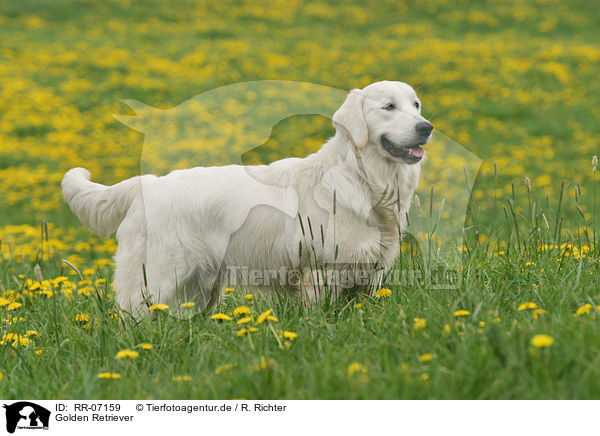 Golden Retriever / Golden Retriever / RR-07159