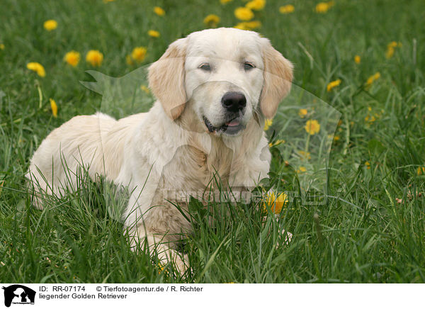 liegender Golden Retriever / RR-07174