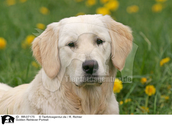 Golden Retriever Portrait / Golden Retriever Portrait / RR-07175