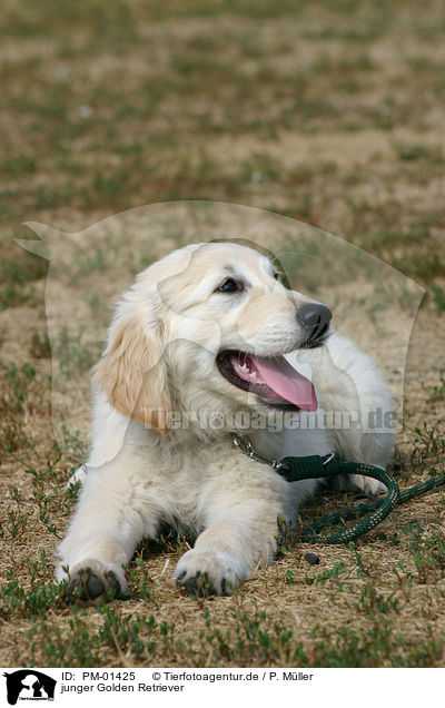 junger Golden Retriever / young Retriever / PM-01425