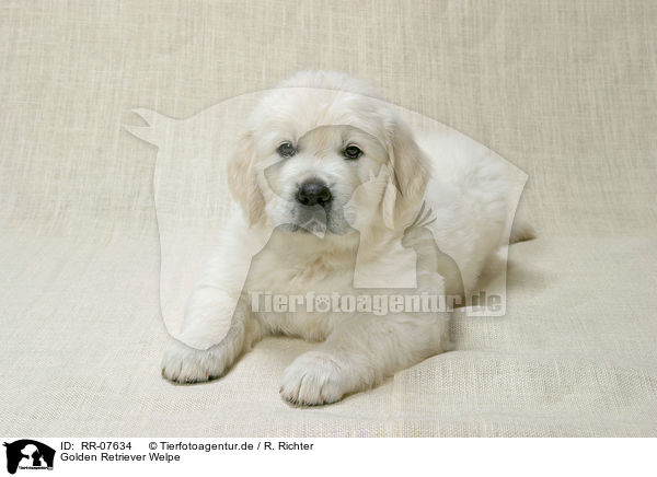 Golden Retriever Welpe / Golden Retriever Puppy / RR-07634