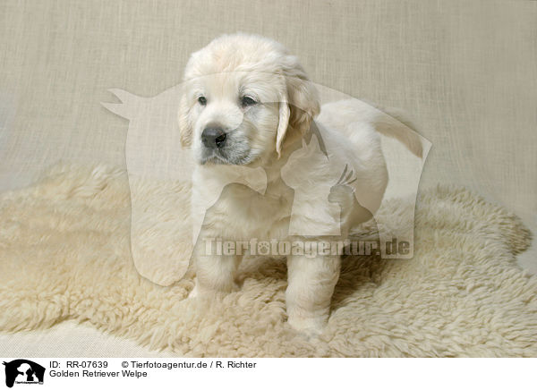 Golden Retriever Welpe / Golden Retriever Puppy / RR-07639