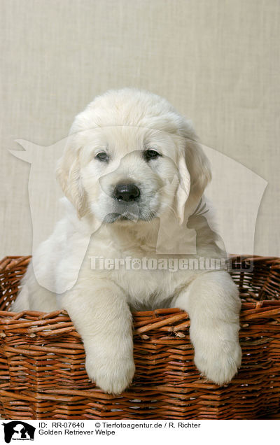 Golden Retriever Welpe / Golden Retriever Puppy / RR-07640