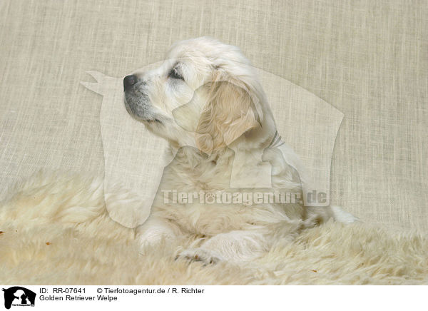 Golden Retriever Welpe / Golden Retriever Puppy / RR-07641