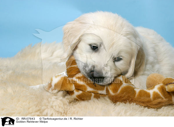 Golden Retriever Welpe / Golden Retriever Puppy / RR-07643