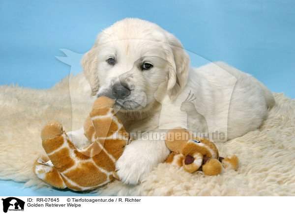 Golden Retriever Welpe / Golden Retriever Puppy / RR-07645