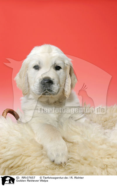 Golden Retriever Welpe / Golden Retriever Puppy / RR-07657