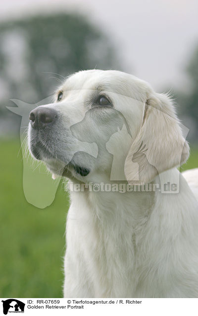 Golden Retriever Portrait / Golden Retriever Portrait / RR-07659