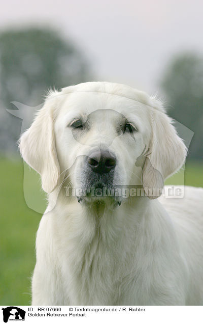 Golden Retriever Portrait / Golden Retriever Portrait / RR-07660