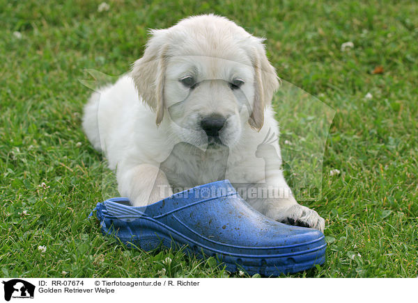 Golden Retriever Welpe / Golden Retriever Pup / RR-07674