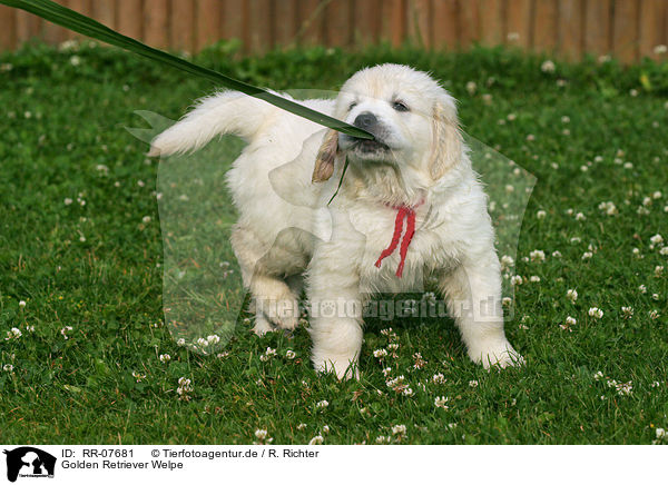 Golden Retriever Welpe / Golden Retriever Pup / RR-07681