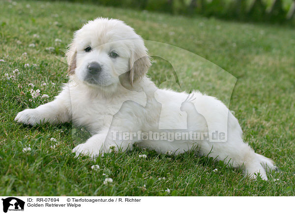 Golden Retriever Welpe / Golden Retriever Pup / RR-07694