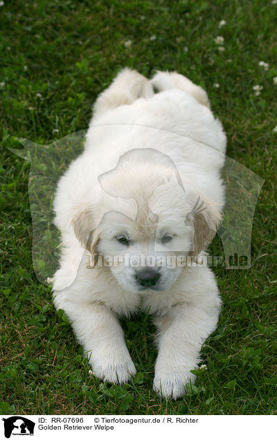 Golden Retriever Welpe / Golden Retriever Pup / RR-07696