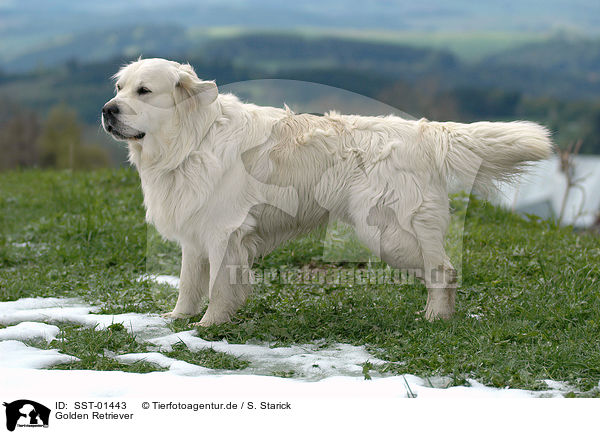 Golden Retriever / Golden Retriever / SST-01443