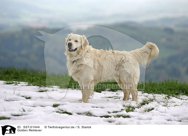 Golden Retriever / Golden Retriever / SST-01444