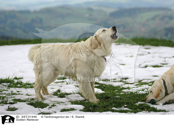 Golden Retriever / Golden Retriever / SST-01446