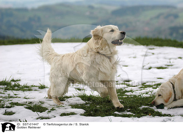 Golden Retriever / Golden Retriever / SST-01447