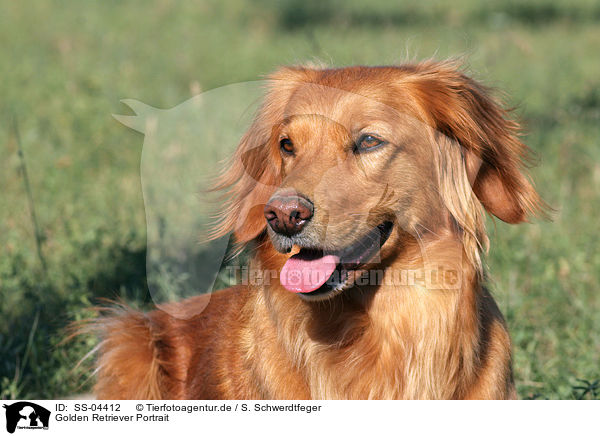 Golden Retriever Portrait / Golden Retriever Portrait / SS-04412