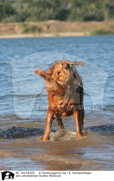 sich schttelnder Golden Retriever / shaking Golden Retriever / SS-04422